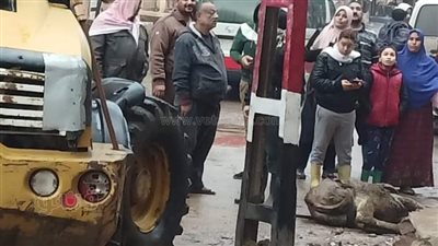 هطول أمطار غزيرة بالغربية.. ونفوق حمار بسبب ماس كهربائي بعامود إنارة | صور 