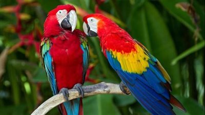 تفسير حلم البغبغان في المنام وعلاقته بالشخص المخادع والتخلص من الهموم