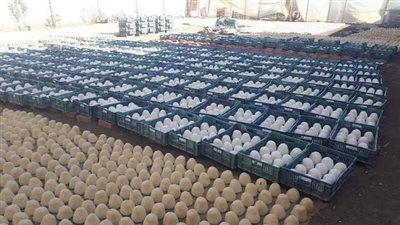 قصة جميد «مصنع تلا».. شائعة «معجون الطلاء» بالمنوفية تزلزل الأردن