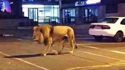 أسد يتجول في شوارع الكويت | فيديو