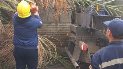 بسبب سوء الطقس.. سقوط نخلة وشجرة بوسط الإسكندرية