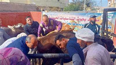 الزراعة: علاج وفحص 3787 رأس ماشية مجانا لصغار المربين بالبحيرة