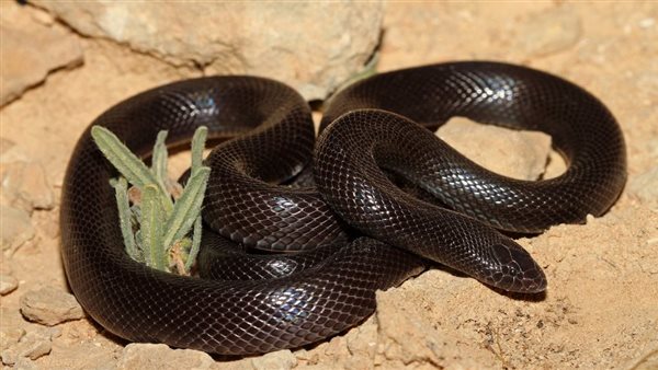 Interpretación de un sueño sobre una serpiente negra en un sueño y su relación con la envidia y la falta de sustento.