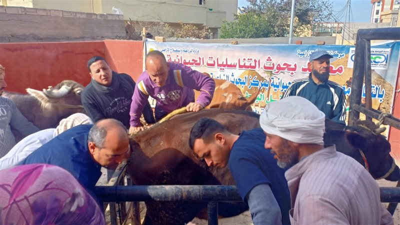 علاج وفحص 3787 رأس