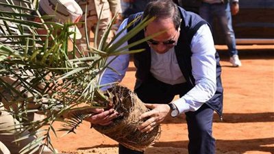 البحوث الزراعية: مزرعة التمور في توشكى ترفع إنتاج مصر إلى 2 مليون طن سنويا