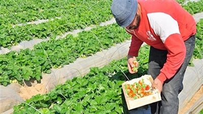 أسوان تستضيف فاعليات المؤتمر الدولى 