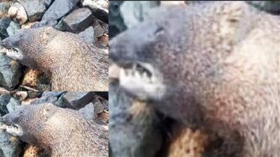 بيطري المنوفية يوضح نوع الحيوان الغريب بعد تداول صوره على قضبان سكة حديد قويسنا