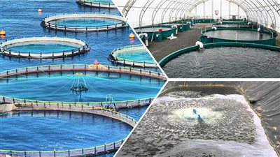 20 معلومة عن جهود الاستزراع السمكي وتطوير البحيرات ودعم الصياد