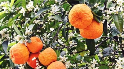 فوائد اللارنج، يقوى المناعة ويعزز صحة القلب وينقص الوزن 