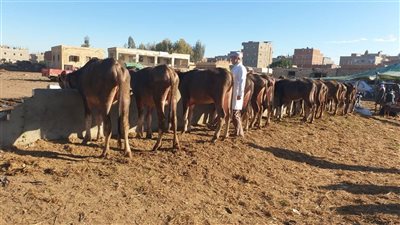 تحصين 287 ألف رأس ماشية ضد الحمى القلاعية في الحملة القومية بالدقهلية 