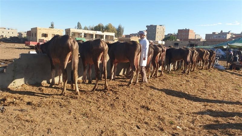 تحصين ماشية، فيتو
