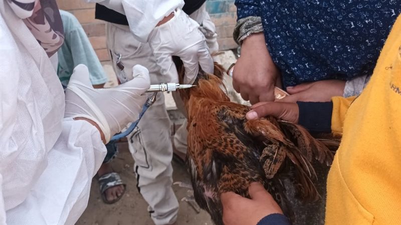 حملات تحصين الماشية