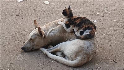 درس غير مُقرر في الرحمة، قصة صور ملهمة التقطها طالب ثانوي