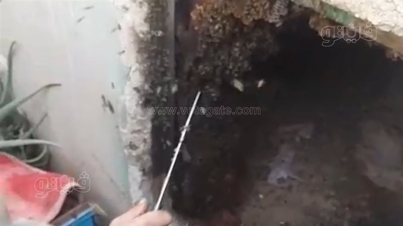 النحل يمنع دفن متوفى