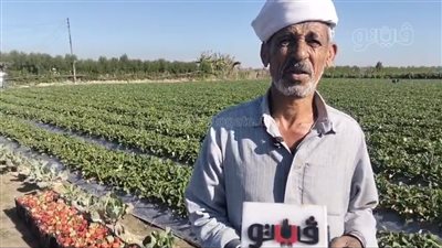 اليومية بـ 300 جنيه، 