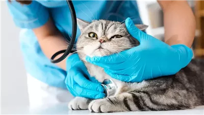 اليوم، بدء التقديم في وظائف طبيب بيطري 2026 وهذه خطوات التسجيل 