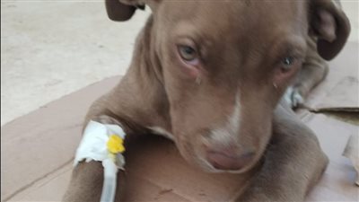 بيطري الإسماعيلية: علاج 36 حالة بالعيادة الخارجية 