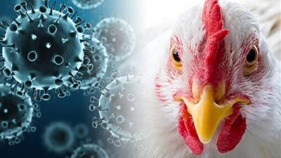 المنظمة العالمية لصحة الحيوان تعلن تفشي إنفلونزا الطيور شمال الأراضي المحتلة