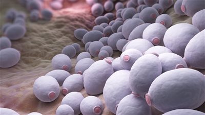 من مطبخك، أفضل علاج للقضاء على عدوى الكانديدا 