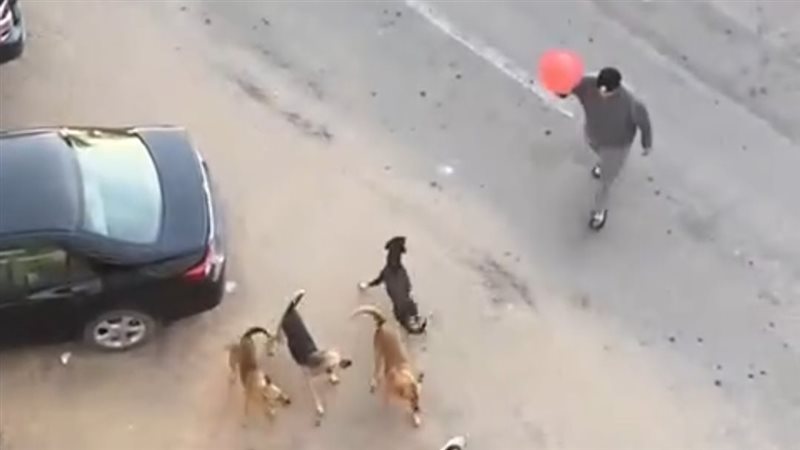 الكلاب الضالة تهاجم