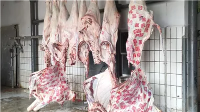 إعدام نصف ذبيحة غير صالحة للاستهلاك الآدمي داخل مجزر قها 