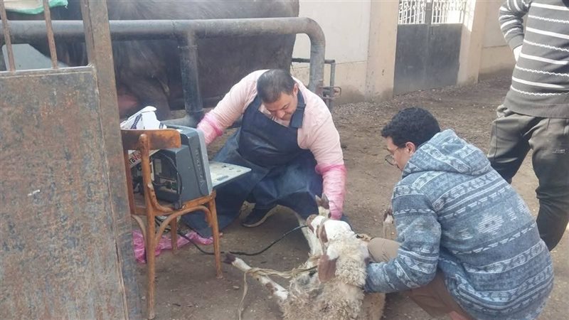 قوافل بيطرية بالقليوبية،
