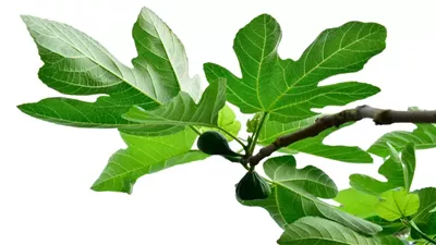 فوائد ورق التين، يقوي المناعة والعظام ويعزز صحة القلب 