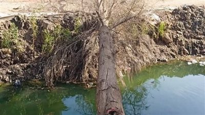 الرياح الشديدة تتسبب في سقوط شجرة على أسلاك الكهرباء بالغربية