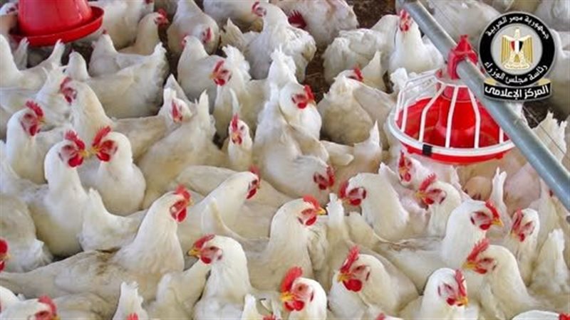  فيروس إنفلونزا الطيور