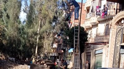 رفع آثار سقوط شجرة وإصلاح عمود إنارة بكفر ديما بالغربية بعد موجة رياح شديدة