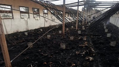 الدفع بـ 16 سيارة إطفاء للسيطرة على حريق مزرعة دواجن بالغربية (صور)