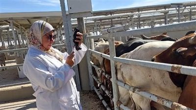 مدير الطب البيطري بالوادي الجديد: تحصين الماشية وقوافل إرشاد لمواجهة الحمى القلاعية
