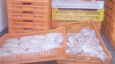 التحفظ على سيارة محملة بانيه وقطع دجاج شيش فاسدة بالفيوم