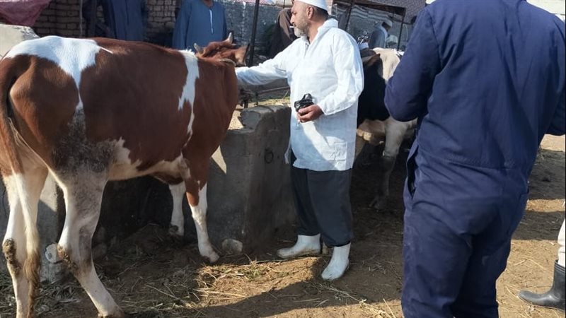 جانب من فاعليات الحملة،فيتو
