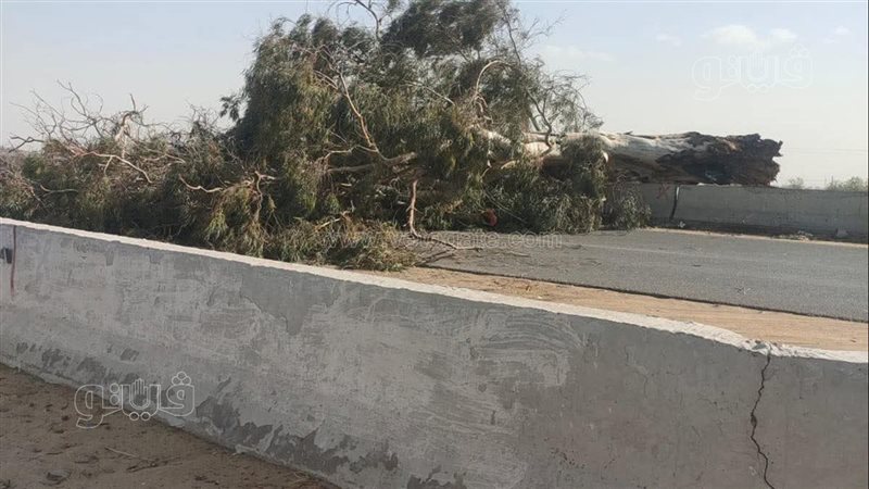 سقوط شجرة على طريق