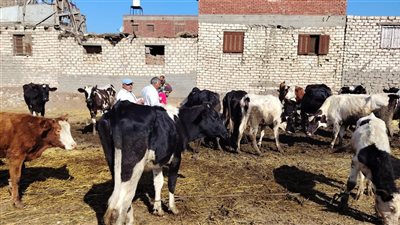 تحصين 10 آلاف رأس ماشية بأول أيام التطعيم ضد الحمى القلاعية بالدقهلية