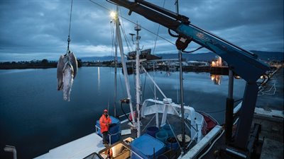 الإسكندرية تحتضن ورشة عمل إقليمية لتعزيز استدامة مصايد المتوسط