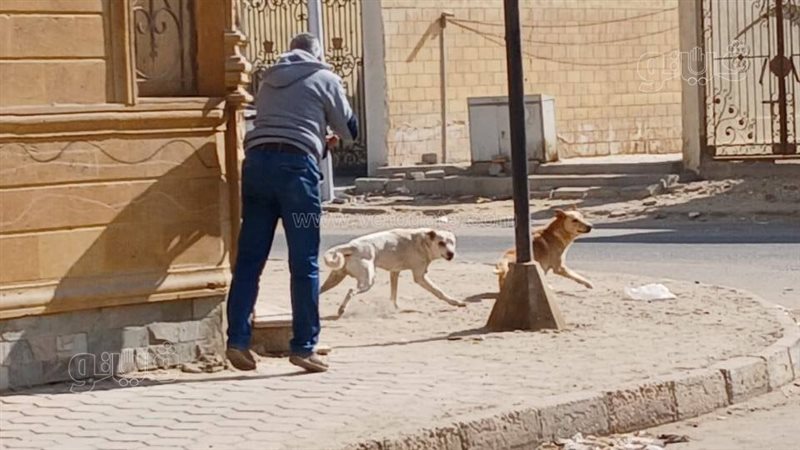 تحصين 35 كلب شارع