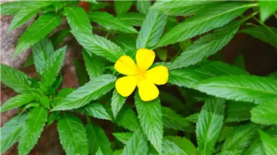 فوائد عشبة الدميانة، مهمة للرجال والنساء وتقلل الشعور بالإرهاق