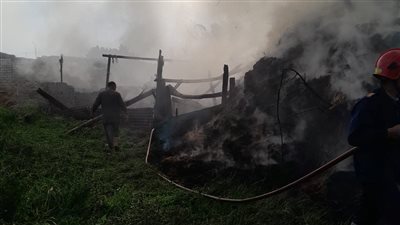 السيطرة على حريق مزرعة مواشي بالسنطة في الغربية (فيديو)