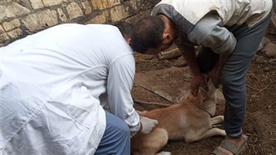 الطب البيطري بالدقهلية يقوم بتحصين الكلاب الحرة ضد مرض السعار