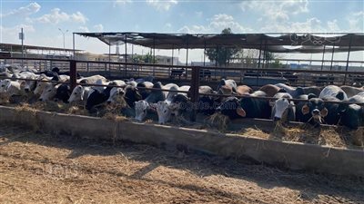 استعدادا لرمضان، محطة تسمين جنوب بورسعيد تستقبل 300 رأس ماشية (صور)