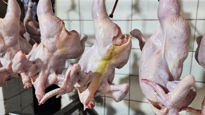  بيطري الشرقية: ضبط 36,5 طن دواجن فاسدة في بلبيس 