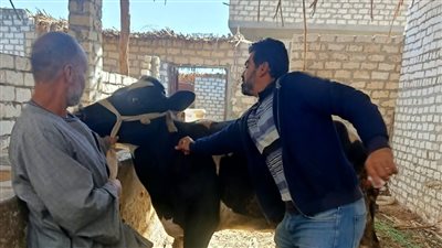 تحصين 8,687 رأس ماشية خلال أسبوع ضد الحمى القلاعية والوادي المتصدع بأسيوط 