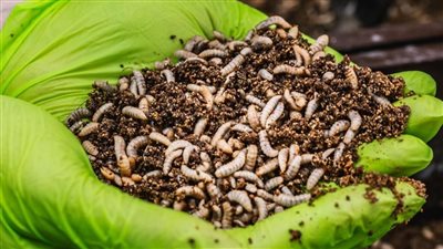 لغز ذبابة الجندي الأسود.. دراسة صادمة تحذر من الحشرة المستوردة: خطر صامت يهدد الغذاء والبيئة وتنقل السموم.. تضعف نمو الأسماك وتربك الميكروبيوم وتفسد الدواجن (2)