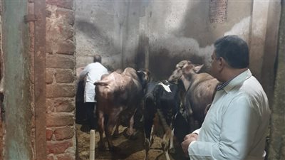 تحصين 50 ألف رأس ماشية بالدقهلية (صور) 