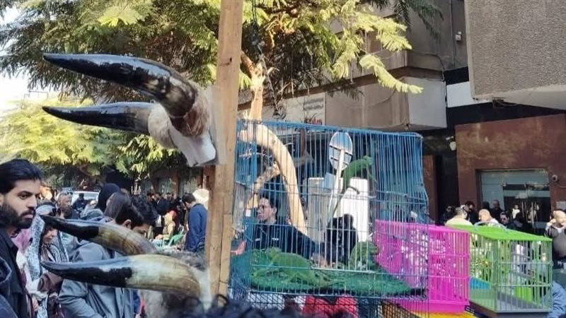 ضبط الطيور 