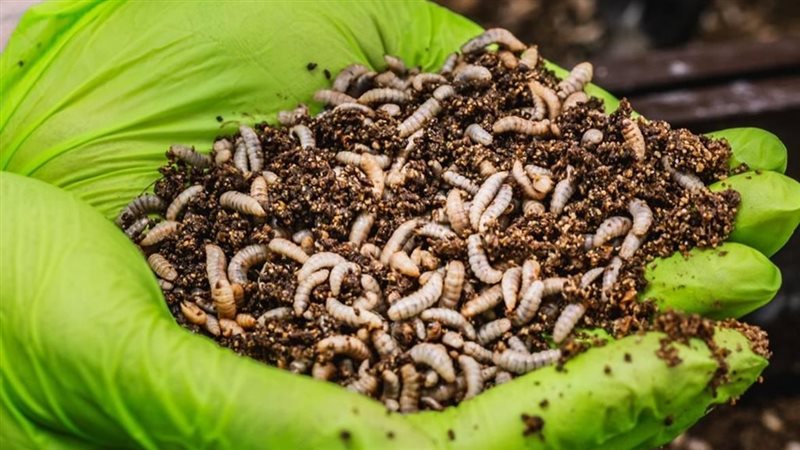 ذبابة الجندي الأسود،