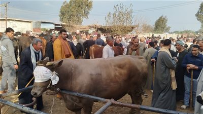  محدش قادر يقرب له، عجل يزن طنا وسعره 150 ألف جنيه يثير الجدل بسوق مواشي طنطا (فيديو)