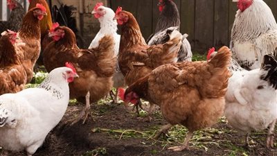 انخفاض البيضاء والبلدي، سعر الفراخ اليوم الثلاثاء 20 يناير 2026